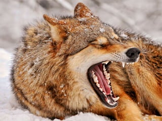 C nsu u a u
                                   a ilp s l s
                                           b
SslpusA1k0ck T n rk
  i vrbm i uk si
  v lpus51 s v l
    i u l6
      o–
 O r vl
  dt ok
N ,an.
 esje

Cn u
 ai
        aslpusaao d
Eouejasela n p di muejž ai
vvocark nkkr e o pr čna i l
 Atr i v ko
  lsmi oia
      n

        0
        Cn u
         ai    rbs
                  a     v.




                   vl
                   ok
N j ži ok u in kj odu iv tv i on, eblee
 at jvl bt e a p rg seon vjij itžk
   e     ,
           Zrt atl v
           Vgsb ok a
             rd veo
             ae l s
                  e
             oe ee k o rmo.
              smd st i ga v
                     l
                     3.k
                     8 g
                      5                8 –5 m
                                        08 c

         K n dniislck
          a aCakpuoon
              sl v l
  dpui s V l c v l
Cn l
 ai u
     cufok k n
       u
          o
Rsesrv l ki i ok
         A t
          r    su ya
                  smiasan lg pi ilgj
                  e n rk a a rboo i
                          o        i
                              C nsu u aco
                               a ilp s rts
 