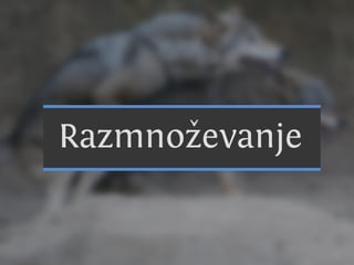 C nsu u a u
                                   a ilp s l s
                                           b
SslpusA1k0ck T n rk
  i vrbm i uk si
  v lpus51 s v l
    i u l6
       o–
 O r vl
  dt ok
N ,an.
 esje

Cn u
 ai
         aslpusaao d
Eouejasela n p di muejž ai
vvocark nkkr e o pr čna i l
 Atr i v ko
  lsmi oia
      n

         0
          Cn u
           ai   rb
                  a



                  s
                        v.




                       vl
                       ok
N j ži ok u in kj odu iv tv i on, eblee
 at jvl bt e a p rg seon vjij itžk
   e     ,
    Sartkgzeaja
     Ngs.azv0–j
    RVZinze ev
       c i5 ate am
       aaevl8ne
        c3 b vrs
        rn ilnb
           d j a
      ozlookdc
        a8 g o5
        mn       l
             oe ee k o rmo.
              smd st i ga v
                     l
                     8

          K n dniislck
            a aCakpuoon
                 sl v l
  dpui s V l c v l
Cn l
 ai u
     cufok k n
        u
             o
Rsesrv l ki i ok
            A t
             r      su  ya
                  smiasan lg pi ilgj
                  e n rk a a rboo i
                          o        i
                              C nsu u aco
                               a ilp s rts
 