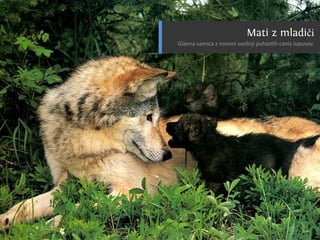 C nsu u a u
                                        a ilp s l s
                                                b
SslpusA1k0ck T n rk
  i vrbm i uk si
  v lpus51 s v l
    i u l6
       o–
 O r vl
  dt ok


Cn u
 ai
         aslpusaao d
Eouejasela n p di muejž ai
vvocark nkkr e o pr čna i l
 Atr i v ko
  lsmi oia
N ,an.
 esje
      n

         0
          Cn u
           ai   rb
                  a



                  s
                        v.                      tz a č
                                                    di
                                              Mai ml i
                                Gan smc z oiivžj u a h ail uo.
                                 l a a i n v sen p hs cn u sv
                                  v     a   m   i       sp




                       vl
                       ok
N j ži ok u in kj odu iv tv i on, eblee
 at jvl bt e a p rg seon vjij itžk
   e     ,
    Sartkgzeaja
     Ngs.azv0–j
    RVZinze ev
       c i5 ate am
       aaevl8ne
        c3 b vrs
        rn ilnb
           d j a
      ozlookdc
        a8 g o5
        mn       l
             oe ee k o rmo.
              smd st i ga v
                     l
                     8

          K n dniislck
            a aCakpuoon
                 sl v l
  dpui s V l c v l
Cn l
 ai u
     cufok k n
        u
             o
Rsesrv l ki i ok
            A t
             r      su  ya
                  smiasan lg pi ilgj
                  e n rk a a rboo i
                          o        i         OR z sa ne
                                              smovj j
                                              a i oa
                                               as v
                                                  k
                              C noolamppikndrdtnGrvooo.nr.
                               a igjjaekeeaelo pdopldar!
                                  sudčsimcj.a e Ge
                                    l u rir s t
                                 FV čfh ir il a jo. rp g v j
                                  t r ij s o p va .
                                   o il         g
 