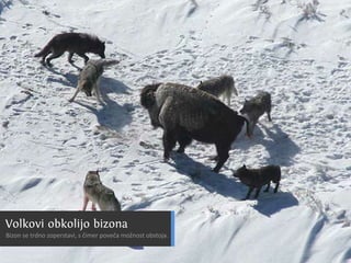 C nsu u a u
                                             a ilp s l s
                                                     b
SslpusA1k0ck T n rk
  i vrbm i uk si
  v lpus51 s v l
    i u l6
       o–
 O r vl
  dt ok


Cn u
 ai
         aslpusaao d
Eouejasela n p di muejž ai
vvocark nkkr e o pr čna i l
 Atr i v ko
  lsmi oia
N ,an.
 esje
      n

         0
          Cn u
           ai   rb
                  a



                  s
                        v.                           tz a č
                                                         di
                                                   Mai ml i
                                     Gan smc z oiivžj u a h ail uo.
                                      l a a i n v sen p hs cn u sv
                                       v     a   m   i       sp




                       vl
                       ok
N j ži ok u in kj odu iv tv i on, eblee
 at jvl bt e a p rg seon vjij itžk
   e     ,
    Sartkgzeaja
     Ngs.azv0–j
    RVZinztev
       aaevleam
        c3 bijs
        rnbet b
        a8 atl 8a
           d go
      ozH5ookdc
       c iaia8ne
          l vr 5
        mn lnoe ee k o rmo.
              smd st i ga v
                     l



          K n dniislck
            a aCakpuoon
                 sl v l
  dpui s V l c v l
     cufok k n
             o
Rsesrv l ki i ok
            A t
             r
 ok v o d lčeit
                    su  ya
VTolv kp obon n rk n lg pi ilgj
To pmeoinkoe asa ao a rboo i
 rp i i diimo
  l o b o tz smi
  r
Cn l
 ai u   me v a
        u  j h                i                   OR z sa ne
                                                   smovj j
                                                   a i oa
                                                    as v
                                                       k
B oaornpoese,em u roat žoe re ji.
 i Loiioršajiligj vč men sojuri
                                 C noolamppikndrdtnGrvooo.nr.
 zngd ljo čn vpsek oe orb i ts g z
 V le cjo pzdksn ,. s p o nl bt a
  o s t o zar an ča r
    kv na n a a e e
       ds    t       p     t io .
                                  a igjjaekeeaelo pdopldar!
                                     sudčsimcj.a e Ge
                                       l u rir s t
                                    FV čfh ir il a jo. rp g v j
                                     t r ij s o p va .
                                      o il         g
 