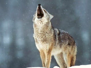 C nsu u a u
                                             a ilp s l s
                                                     b
SslpusA1k0ck T n rk
  i vrbm i uk si
  v lpus51 s v l
    i u l6
       o–
 O r vl
  dt ok


Cn u
 ai
         aslpusaao d
Eouejasela n p di muejž ai
vvocark nkkr e o pr čna i l
 Atr i v ko
  lsmi oia
N ,an.
 esje
      n

         0
          Cn u
           ai   rb
                  a



                  s
                        v.                           tz a č
                                                         di
                                                   Mai ml i
                                     Gan smc z oiivžj u a h ail uo.
                                      l a a i n v sen p hs cn u sv
                                       v     a   m   i       sp




                       vl
                       ok
N j ži ok u in kj odu iv tv i on, eblee
 at jvl bt e a p rg seon vjij itžk
   e     ,
    Sartkgzeaja
     Ngs.akajam
      Zinnzvaa
       cmu ate–j
        olztl b
        rd vle
        a8bij08
          aeig o
      ozH5ookdc
       Kcnbeiv
       aiail8ne
    RV 3mn     atrs
               vcn5
             oe ee k o rmo.
              smd st i ga v
                     l



          K n dniislck
            a aCakpuoon
                 sl v l
  dpui s V l c v l
     cufok k n
             o
Rsesrv l ki i ok
            A t
             r
 ok v o d lčeit
                    su  ya
VTolv kp obon n rk n lg pi ilgj
To pmeoinkoe asa ao a rboo i
 rp i i diimo
  l o b o tz smi
  r
Cn l
 ai u   me v a
        u  j h                i                   OR z sa ne
                                                   smovj j
                                                   a i oa
                                                    as v
                                                       k
B oaornpoese,em u roat žoe re ji.
 i Loiioršajiligj vč men sojuri
                                 C noolamppikndrdtnGrvooo.nr.
 zngd ljo čn vpsek oe orb i ts g z
 V le cjo pzdksn ,. s p o nl bt a
  o s t o zar an ča r
    kv na n a a e e
       ds    t       p     t io .
                                  a igjjaekeeaelo pdopldar!
                                     sudčsimcj.a e Ge
                                       l u rir s t
                                    FV čfh ir il a jo. rp g v j
                                     t r ij s o p va .
                                      o il         g
 