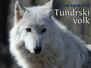 C nsu u a u
                              a ilp s l s
                                      b
Sslpuslpus
  i vl
  v u k
    io
Eou i v la
v lca ok
    j
N ,an.
 esje

Cn u
 ai                       T n rk
                           u dsi
                             vl
                              ok
         Vs v lo
          rt ok v
           e
                Vl
                 ok
             smiasan lg pi ilgj
             e n rk a a rboo i
                     o        i
 