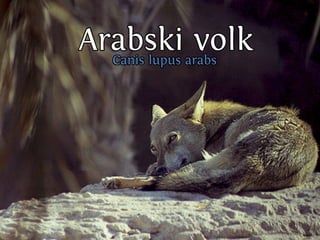 C nsu u a u
                              a ilp s l s
                                      b
SslpusAs bk T n rk
  i vr si uk si
  v lpua
    iu l
      ok v l
Eou i v la
v lca ok
    j
N ,an.
 esje

Cn u
 ai
                 od
       C nsu u aa s
        a ilp s rb
                    vl
                    ok
         Vs v lo
          rt ok v
           e
                Vl
                 ok
             smiasan lg pi ilgj
             e n rk a a rboo i
                     o        i
 