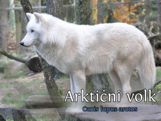 C nsu u a u
                              a ilp s l s
                                      b
SslpusAs bk T n rk
  i vr si uk si
  v lpua
    iu l
      ok v l
Eou i v la
v lca ok
    j
N ,an.
 esje

Cn u
 ai
                 od
       C nsu u aa s
        a ilp s rb
                    vl
                    ok
         Vs v lo
          rt ok v
           e
                V ki i ok
                A l c vl
                 ok n
                 rt
             smiasan lg pi ilgj
             e n rk a a rboo i
                     o        i
                      C nsu u aco
                       a ilp s rts
 