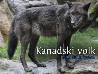 C nsu u a u
                              a ilp s l s
                                      b
SslpusAs bk T n rk
  i vr si uk si
  v lpua
    iu l
      ok v l
Eou i v la
v lca ok
    j
N ,an.
 esje

Cn u
 ai
                 od
       C nsu u aa s
        a ilp s rb
                    vl
                    ok
         Vs v lo
          rt ok v
            e
           K n dniislck
            a aCakpuoon
                sl v l
           V ki i ok
           A l c vl
            ok n
            rt   su ya
             smiasan lg pi ilgj
             e n rk a a rboo i
                     o        i
                      C nsu u aco
                       a ilp s rts
 