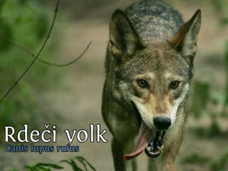 C nsu u a u
                              a ilp s l s
                                      b
SslpusAs bk T n rk
  i vr si uk si
  v lpua
    iu l
      ok v l
Eou i v la
v lca ok
    j
N ,an.
 esje

Cn u
 ai
                 od
       C nsu u aa s
        a ilp s rb
                    vl
                    ok
      Vs v lo
       rt ok v
          e
         K n dniislck
          a aCakpuoon
              sl v l
  dpui s V l c v l
Cn l
 ai u
     cufok k n
       u
          o
Rsesrv l ki i ok
         A t
          r    su ya
             smiasan lg pi ilgj
             e n rk a a rboo i
                     o        i
                      C nsu u aco
                       a ilp s rts
 