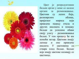 Цвет је репродуктивни
биљни орган у коме се налазе
органи за размножавање.
Цветови су лепих боја,
разноврсних облика,
пријатног мириса који
привлаче пажњу пчела и
других инсеката и помажу
биљци да успешно обави
своју улогу – размножавања
биљке. У том процесу ће им
помоћи ветар. Цветови имају
латице и оне привлаче
инсекте. У цветовима се
ствара плод биљке. Биљке
које имају цветове називају се
цветнице.
 