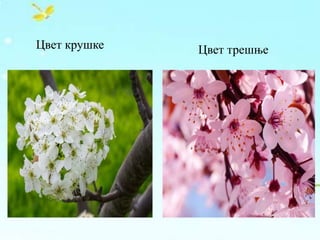 Цвет крушке Цвет трешње
 