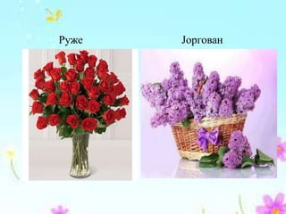 Руже Јоргован
 