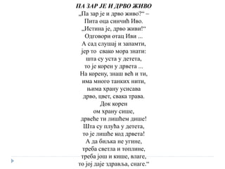 ПА ЗАР ЈЕ И ДРВО ЖИВО
„Па зар је и дрво живо?“ –
Пита оца синчић Иво.
„Истина је, дрво живи!“
Одговори отац Иви ...
А сад слушај и запамти,
јер то свако мора знати:
шта су уста у детета,
то је корен у дрвета ...
На корену, знаш већ и ти,
има много танких нити,
њима храну усисава
дрво, цвет, свака трава.
Док корен
ом храну сише,
дрвеће ти лишћем дише!
Шта су плућа у детета,
то је лишће код дрвета!
А да биљка не угине,
треба светла и топлине,
треба још и кише, влаге,
то јој даје здравља, снаге.“
 