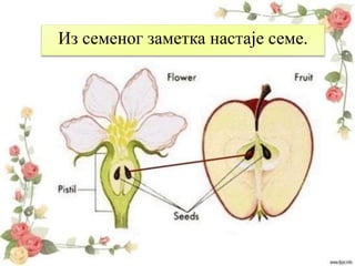 Из семеног заметка настаје семе.
 