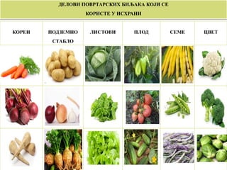 ДЕЛОВИ ПОВРТАРСКИХ БИЉАКА КОЈИ СЕ
КОРИСТЕ У ИСХРАНИ
КОРЕН ПОДЗЕМНО
СТАБЛО
ЛИСТОВИ ПЛОД СЕМЕ ЦВЕТ
 