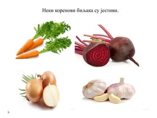Неки коренови биљака су јестиви.
 