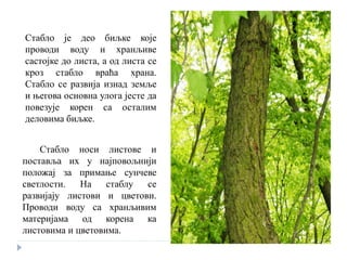 Стабло је део биљке које
проводи воду и хранљиве
састојке до листа, а од листа се
кроз стабло враћа храна.
Стабло се развија изнад земље
и његова основна улога јесте да
повезује корен са осталим
деловима биљке.
Стабло носи листове и
поставља их у најповољнији
положај за примање сунчеве
светлости. На стаблу се
развијају листови и цветови.
Проводи воду са хранљивим
материјама од корена ка
листовима и цветовима.
 