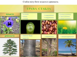 Стабла могу бити зељаста и дрвенаста.
ЗЕЉАСТО • зелено
• меко
• сочно
надземно
подземно
 једногодишње
 двогодишње
 вишегодишње
ДРВЕНАСТО • тамне боје
• чврсто
- надземно - вишегодишње
 