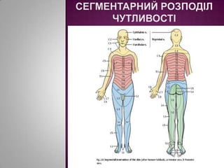 Сегментарний розподіл чутливості