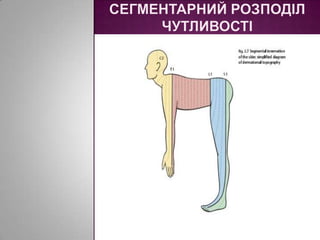 Сегментарний розподіл чутливості