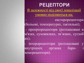 рецепториВ залежності від своєї локалізації умовно поділяються на; - екстерорецептори (больові, температурні, тактильні); - пропріорецептори (розташовані в м'язах, сухожилках, зв’язках, суглобах);- інтерорецептори (розташовані у внутрішніх органах баро- і хеморецептори).