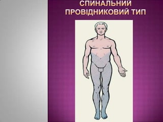 спинальний Провідниковий тип