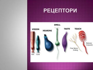 рецептори