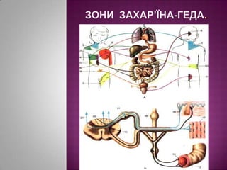 зони  Захар’їна-Геда.