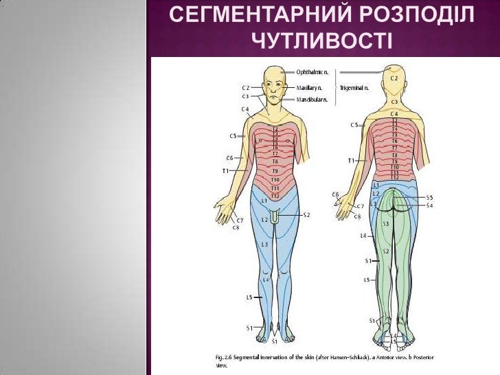 Дерматомы тела человека схема