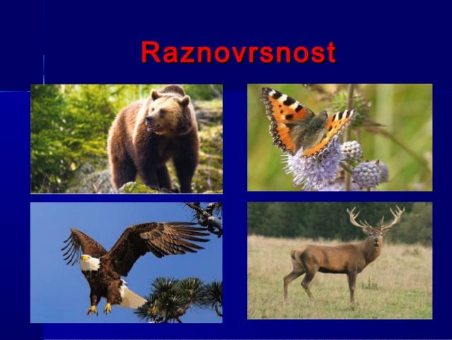 Национални парк Шар-планина