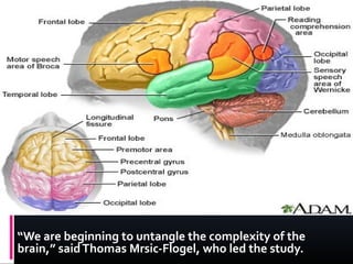 “We are beginning to untangle the complexity of the
brain,” said Thomas Mrsic-Flogel, who led the study.
 