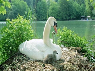 Prezentacija ugrozenost i zastita biodiverziteta    &lt;&lt;irfan>>
