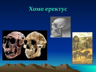 Хомо еректус 