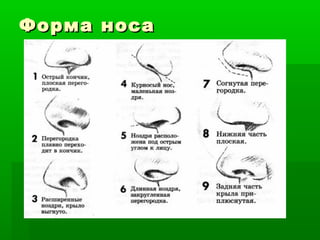 Форма носаФорма носа
 