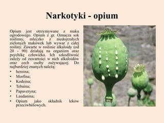 Narkotyki - opium
Opium jest otrzymywane z maku
ogrodowego. Opium z gr. Oznacza sok
roślinny, mleczko z niedojrzałych
zielonych makówek lub wywar z całej
rośliny. Zawarte w roślinie alkaloidy (od
20 - 90) działają na organizm oraz
psychikę człowieka. Ich szkodliwość
zależy od zawartości w nich alkaloidów
oraz cech osoby zażywającej. Do
najbardziej znanych należą:
• heroina;
• Morfina;
• Kodeina;
• Tebaina;
• Papaveryna;
• Laudanina;
• Opium jako składnik leków
przeciwbólowych.
 