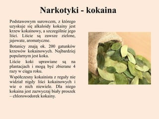 Narkotyki - kokaina
Podstawowym surowcem, z którego
uzyskuje się alkaloidy kokainy jest
krzew kokainowy, a szczególnie jego
liści. Liście są zawsze zielone,
jajowate, aromatyczne.
Botanicy znają ok. 200 gatunków
krzewów kokainowych. Najbardziej
popularnym jest koka.
Liście koki uprawiane są na
plantacjach i mogą być zbierane 4
razy w ciągu roku.
Współczesny kokainista z reguły nie
widział nigdy liści kokainowych i
wie o nich niewiele. Dla niego
kokaina jest zazwyczaj biały proszek
– chlorowodorek kokainy.
 