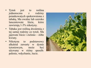 • Tytoń jest to roślina
jednoroczna z rodziny
psiankowatych spokrewniona z
tabaką. Ma owalne lub szeroko
lancentowate liście, które
zawierają 1-3% nikotyny.
• Tabaka jest rośliną dwuletnią z
tej samej rodziny co tytoń. Ma
jajowate liście i zielono – żółte
kwiaty.
• Nikotyna to podstawowy
alkaloid zawarty w dymie
tytoniowym, może być
używany w różny sposób:
palenie, wdychanie, żucie.
 