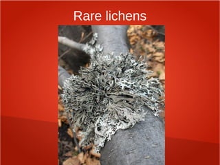 Rare lichens