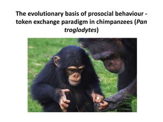 The evolutionary basis of prosocial behaviour - 
token exchange paradigm in chimpanzees (Pan 
troglodytes) 
 