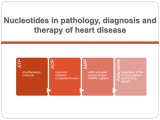Nucleotides in pathology, diagnosis and 
therapy of heart disease 
ATP 
proinflamatory 
molecule 
ADP 
important 
mediator 
of platelet function 
AMP 
AMP-activated 
protein kinase 
(AMPK) system 
Adenosine 
Regulation of the 
immune system 
(self-limiting 
signal) 
 