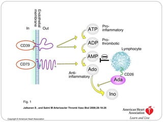 Fig. 1 
Jalkanen S , and Salmi M Arterioscler Thromb Vasc Biol 2008;28:18-26 
Copyright © American Heart Association 
 