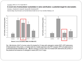 Osman L et al. Circulation 2006;114:I-566-I-572 
Fig. 3 A) Activity of ALP in human valve ICs treated for 21 days with osteogenic media (OST), ATP (adenosine 
5′-triphosphate) (100 μmol/L), or treated with the 2 stable agonists to the P2Y receptor; ATP-γ-S (Adenosine 5′- 
(3-thiotriphosphate Tetralithium sal...; B) ALP activity in human valve ICs treated with adenosine (30 μmol/L) in 
the presence and absence of osteogenic media (OST) for 21 days. 
