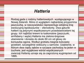 Hatteria
Rodzaj gada z rodziny hatteriowatych występującego w
Nowej Zelandii. Mimo iż wyglądem najbardziej przypomina
jaszczurkę, w rzeczywistości reprezentuje odrębną linię
ewolucyjną lepidozaurów – sfenodonty. Dwa gatunki
hatterii są jedynymi współczesnymi przedstawicielami tej
grupy. Ich najbliżsi krewni to łuskonośne (jaszczurki,
amfisbeny i węże).Hatteria ma zielono-brązowe
ubarwienie i dorasta do około 60 cm od głowy do
koniuszka ogona. Wzdłuż grzbietu biegnie kolczasty
grzebień, szczególnie widoczny u samców. Uzębienie, w
którym dwa rzędy zębów w szczęce zachodzą na jeden w
żuchwie, jest wyjątkowe wśród współczesnych
zwierząt.Hatterię uznaje się za zagrożoną wyginięciem od
1895.
 
