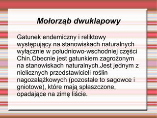 Mołorząb dwuklapowy
Gatunek endemiczny i reliktowy
występujący na stanowiskach naturalnych
wyłącznie w południowo-wschodniej części
Chin.Obecnie jest gatunkiem zagrożonym
na stanowiskach naturalnych.Jest jednym z
nielicznych przedstawicieli roślin
nagozalążkowych (pozostałe to sagowce i
gniotowe), które mają spłaszczone,
opadające na zimę liście.
 