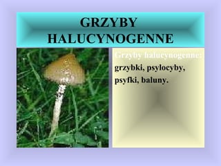 GRZYBY
HALUCYNOGENNE
Grzyby halucynogenne:
grzybki, psylocyby,
psyfki, baluny.
 
