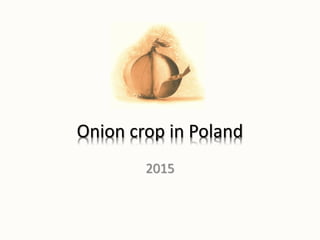 Onion crop in Poland
2015
 