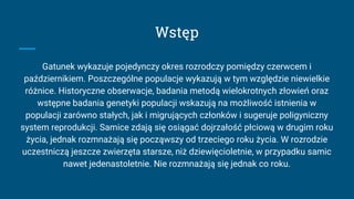 Wstęp
Gatunek wykazuje pojedynczy okres rozrodczy pomiędzy czerwcem i
październikiem. Poszczególne populacje wykazują w tym względzie niewielkie
różnice. Historyczne obserwacje, badania metodą wielokrotnych złowień oraz
wstępne badania genetyki populacji wskazują na możliwość istnienia w
populacji zarówno stałych, jak i migrujących członków i sugeruje poligyniczny
system reprodukcji. Samice zdają się osiągać dojrzałość płciową w drugim roku
życia, jednak rozmnażają się począwszy od trzeciego roku życia. W rozrodzie
uczestniczą jeszcze zwierzęta starsze, niż dziewięcioletnie, w przypadku samic
nawet jedenastoletnie. Nie rozmnażają się jednak co roku.
 