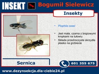 Bogumił Sielewicz www.dezynsekcja.dla-ciebie24.pl Sernica Insekty Piophila casei Jest mała, czarna z brązowymi kropkami na tułowiu Składa przeźroczyste skrzydła płasko na grzbiecie 
