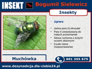 Bogumił Sielewicz www.dezynsekcja.dla-ciebie24.pl Diptera Jedna para (I) skrzydeł Para II zredukowana do małych przezmianek Głowa ruchoma z dużymi oczami złożonymi Czułki różne (rozpoznawanie) Muchówka Insekty 