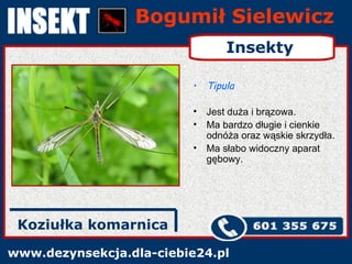 Bogumił Sielewicz www.dezynsekcja.dla-ciebie24.pl Koziułka komarnica Insekty Tipula Jest duża i brązowa. Ma bardzo długie i cienkie odnóża oraz wąskie skrzydła. Ma słabo widoczny aparat gębowy. 