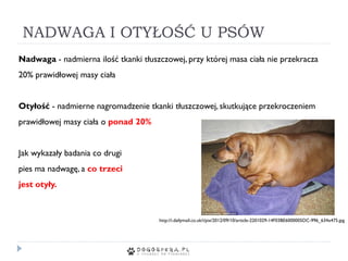 NADWAGA I OTYŁOŚĆ U PSÓW
Nadwaga - nadmierna ilość tkanki tłuszczowej, przy której masa ciała nie przekracza
20% prawidłowej masy ciała
Otyłość - nadmierne nagromadzenie tkanki tłuszczowej, skutkujące przekroczeniem
prawidłowej masy ciała o ponad 20%
Jak wykazały badania co drugi
pies ma nadwagę, a co trzeci
jest otyły.
http://i.dailymail.co.uk/i/pix/2012/09/10/article-2201029-14F03BE6000005DC-996_634x475.jpg
 