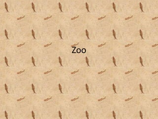 Zoo 
 