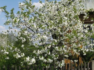 Biadoliny Radłowskie